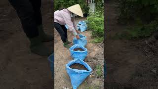 How to grow Moringa from seeds simply [upl. by Kammerer]