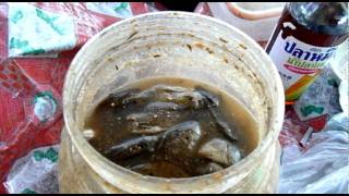 Padek or Fermented Fish Sauce [upl. by Aimahs]