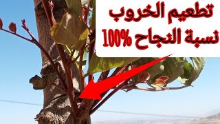 افضل طريقة لتطعيم اشجار الخروب بالعين مع نتيجة التطعيم carob tree grafting [upl. by Melone450]