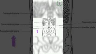 Subcostal plane explained in 60 seconds humananatomy abdomen anatomy doctorsofmedicine [upl. by Mensch]