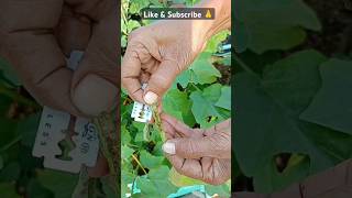 Brinjal plant ☘️baingankapodha flower caterpillar gardeningtour gardenplants garden [upl. by Luapnaej]