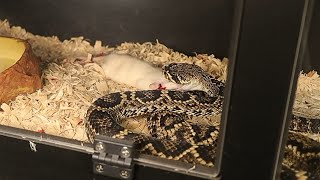 Eastern Diamondback RATTLESNAKE Strikes with DEADLY Precision [upl. by Renba]