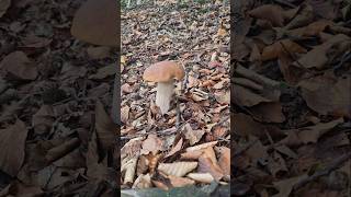 funghiporcini2024 grzyby porcini ceps boletus pilze [upl. by Yelad]