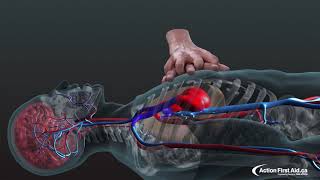 CPR in Action  A 3D look inside the body [upl. by Eceer]