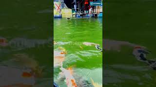 vagamon fourthstories travel fishing fish fishingtips fishingvideos Fishkerala [upl. by Nosreh]