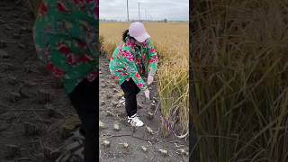 Amazing method of cutting paddy shorts [upl. by Mcmath]