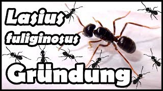 Lasius fuliginosus  Informationen  Gründungsversuch [upl. by Leith390]