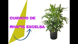 CUIDADOS DE LA RHAPIS EXCELSA [upl. by Tristas]