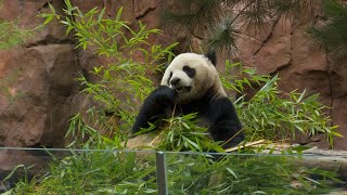 San Diego in frenzy over pandas arrival [upl. by Mazonson]