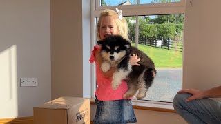 Adorable Little Girl Meets Malamute Puppy For The First Time Cutest Ever [upl. by Akemal]