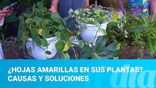 ¿Hojas amarillas en sus plantas Causas y soluciones [upl. by Treulich]