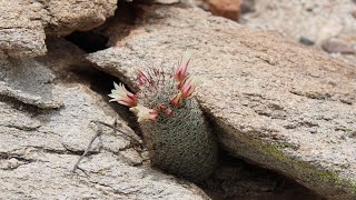 Fishhook Cactus Mammillaria dioica AnzaBorrego Desert State Park Sonoran Desert [upl. by Kaitlynn]