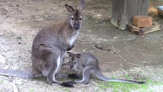 袋の中へ入って行くワラビーの赤ちゃん （埼玉県こども動物自然公園）Bennetts Wallaby Mother amp Baby [upl. by Udenihc885]