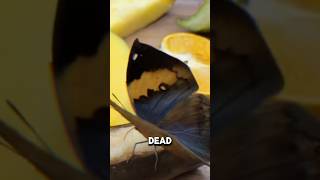 Dead Leaf Butterfly  The Master Of Disguise [upl. by Anrapa21]