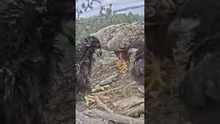 birds hyena hiphopmusic funny hyenas musicgenre animals wildebeest musicstyle sad [upl. by Enert]