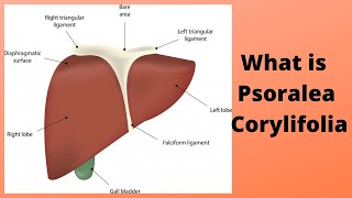 What is Psoralea Corylifolia [upl. by Carrnan941]