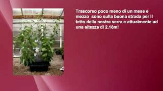 Nutriculture Amazon sistema aeroponico Istruzioni da wwwidroponicait GROW SHOP [upl. by Madel]