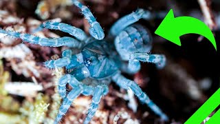 Trapdoor Spider Setup and Unboxing  Liphistius ornatus amp MORE [upl. by Sharon]