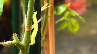 CHENILLE DE LA NOCTUELLE DE LA TOMATE verte fluo [upl. by Ellerd]