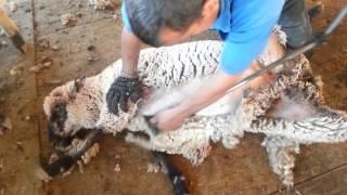 Jaime Rios sheep shearing California [upl. by Dayiz]