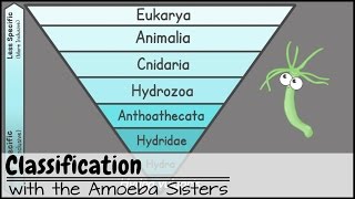 Classification [upl. by Ramuk396]