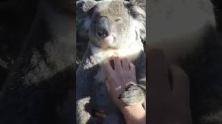 This Koala absolutely loves a massage I think his face says it all 🐨 ☺️ massageenvy massage [upl. by Guinevere]