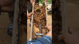 Harvesting Honey from Stingless Bees [upl. by Krever]