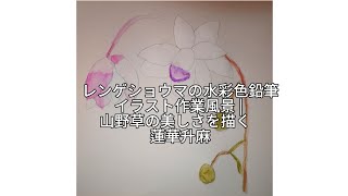 レンゲショウマの水彩色鉛筆イラスト作業風景  山野草の美しさを描く 蓮華升麻 [upl. by Adnelg]