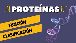 Proteínas Estructura Clasificación Función y Desnaturalización 🔬 [upl. by Hobey]