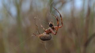 Spotted Orbweaver spider discards seed and harvests insects in web [upl. by Mastat]