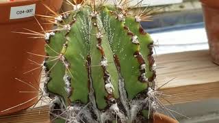 ASTROPHYTUM CAPRICORNE  GOATS HORNS CACTUS [upl. by Seravart351]