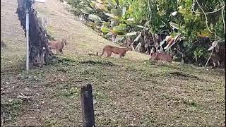 pumas Costa Rica [upl. by Sainana917]