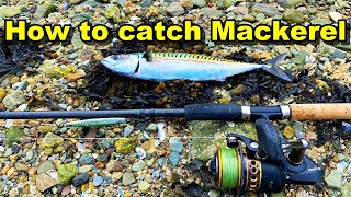 The mackerel are here 2024 Easy Mackerel Fishing  Catch N Cook DIY fish smoker on the shore [upl. by Elyrehc133]