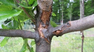 Spriječite pucanje kore na voćkama  ova zaštita je jako bitna [upl. by Aneekas]