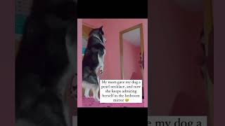 Diamonds amp Pearls 💎 dogshorts dogsofinstagram dog doglover dogs dogsofyoutube dogsoftiktok [upl. by Ennobe]