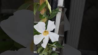 Mandevilla plant shortsfeed youtubeshort shortsviralvideos viral [upl. by Murage]