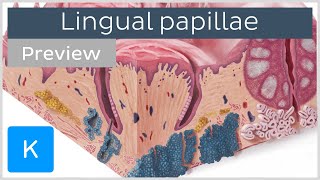 Lingual papillae of the tongue preview  Human Anatomy  Kenhub [upl. by Ezechiel534]