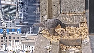 Collins Street falcons two chicks have hatched on skyscraper and are taking meals [upl. by Osmund]