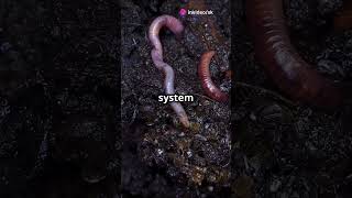 Earthworm facts scienceneuroscience education [upl. by Droffilc]