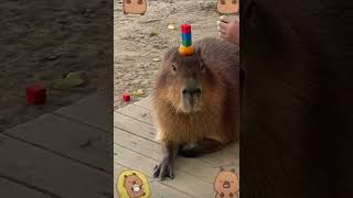 😍😍 capybara animalphotos animals animalpictures credits capybaraloverig cute 🤩🌷😍 [upl. by Dib]