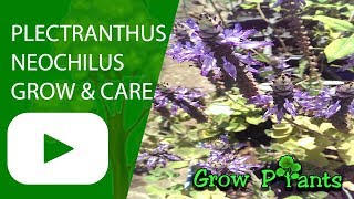 Plectranthus neochilus  grow amp care  ground cover [upl. by Elbag]