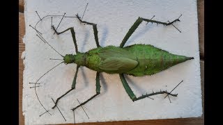 Mounting stick insects Heteropteryx dilatata [upl. by Nirrad]