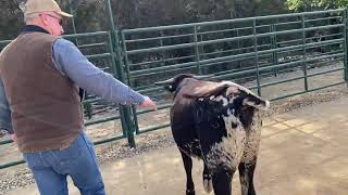 Struthoff Ranch Reg TX Longhorn Heifer being worked in the Joe Chute made for Longhorns 41821 [upl. by Ahsienahs370]