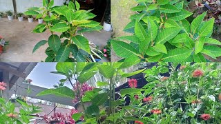 Poinsettia Plant 🌵☘️ Repotting  My House Gardening  Bibarflowers [upl. by Rehotsirk733]