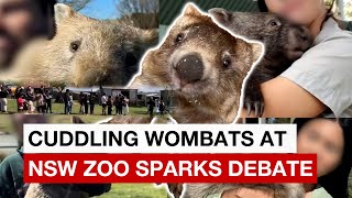 Tourist’s ‘cute’ video cuddling wombats at NSW zoo sparks debate [upl. by Natsirhc]