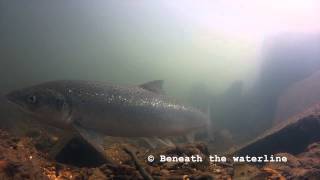 Atlantic Salmon Salmo salar Underwater UK [upl. by Ag]