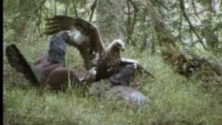 Golden Eagle versus 2 Wood Grouses [upl. by Lucier]