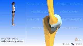 Le coude  mouvements ostéologie [upl. by Cynthia]