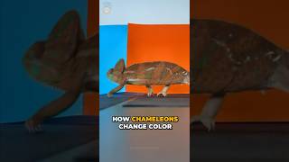 How Do Chameleons Change Color 🦎 [upl. by Murrell]