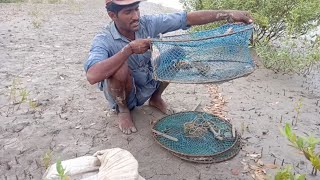 How to hook crab for fishingTie up a Mud crab [upl. by Nosneh650]